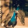 Beautiful Peacocks for sale