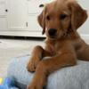 Gorgeous Golden Retriever Puppies