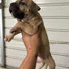 American bulldog puppies!
