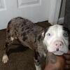 Merle and tuxedo Pittie pups need loving homes