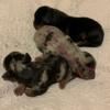 Miniature dachshund puppies FEMALES