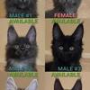 Beautiful Poly Maine Coon Kittens