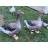 Toulouse Dewlap Geese flock