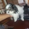 Shih tzu puppies 2 months