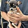 CKC REGISTERED PURE BRED CHIHUAHUAS