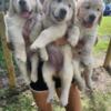 Golden retriever pups full breed in Naples Florida
