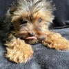 AKC teacup yorkie puppy (female)