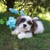 Only one runt male Shih Tzu/Havanese still available.