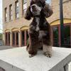 Toy Poodle Open For Stud