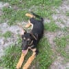 13 week old German shepherd male