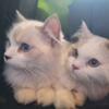 Male (on left) ragamuffin kitten