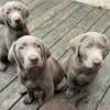 AKC Silver labs For Sale. near Ionia Michigan 616-755-3774