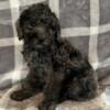 Aussiedoodle Puppies Available Males & Females