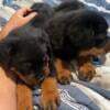 AKC Rottweiler Puppies