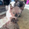 8 week old Sphynx Dwelf & Elf Kittens Ready for new home