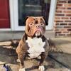 Stud - American Bulldog