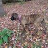 English Mastiff puppy