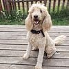 F1B Goldendoodle Female