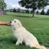 Beautiful English Cream Golden Retriever Stud