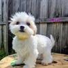 Maltese/Shih Tzu Puppies