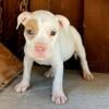 #MERLE #WHITE , #WHITEPITBULLPUPPIES #BLUE & #CHAMPAGNE Pitbull puppies for sale GIOVANNI 917 542 1418