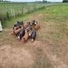 Idaho pasture pigs feeders