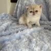CFA Exotic Shorthair Males