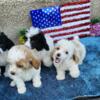 Toy Poodle babies looking for a new home