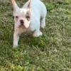 Pied Merle female French bulldog