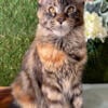 Jambo Wagner Life Maya - TICA Registered Black Classic Torbie Maine Coon Kitten