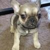 Akc male French bulldog