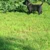 Akc  black lab pups 2