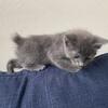 Highlander Kittens blue