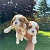 AKC Cavalier King Charles Spaniel puppies