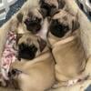 pug puppies!!!