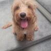 Mini Goldendoodle puppy