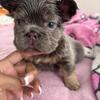 Top tier fluffy French bulldog