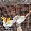 Female Citron Cockatoo