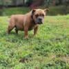 Exotic Male Bully Pup (Haze, Miagi blood)