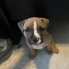 American Bullies for Sale 1-girl 1-boy