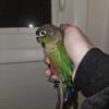 Hand tame baby conure
