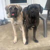 Brindle Cane Corso female 4 years not fixed ($250but opens to offers)