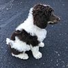 Stud- Phantom/Tri-Colored Poodle (Stud service)