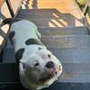 (Free) Rehoming my dog
