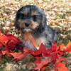 Cavapoo Puppies Ready To Go