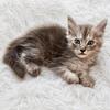 European Black Smoke Maine Coon Kittens