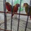 Conures