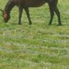 Quarter horse mare shown in 4H