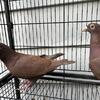 Pigeons