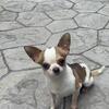 AKC Health Tested Stud